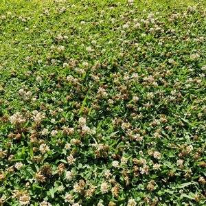 Trifolium repens at Moreton Island, QLD - 25 Sep 2024