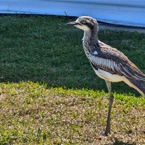 Burhinus grallarius at Moreton Island, QLD - 25 Sep 2024