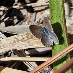 Zizina otis (Common Grass-Blue) at Moreton Island, QLD - 25 Sep 2024 by trevorpreston