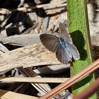 Zizina otis (Common Grass-Blue) at Moreton Island, QLD - 25 Sep 2024 by trevorpreston