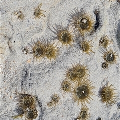 Unidentified Other Invertebrate at Cable Beach, WA - 24 Sep 2024 by Mike