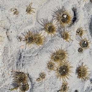 Unidentified Other Invertebrate at Cable Beach, WA by Mike