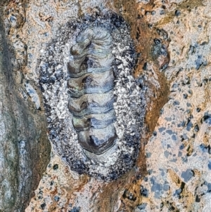 Unidentified Chiton at Bilingurr, WA by Mike