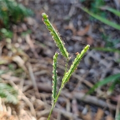 Paspalum mandiocanum at Moreton Island, QLD - 24 Sep 2024 by trevorpreston