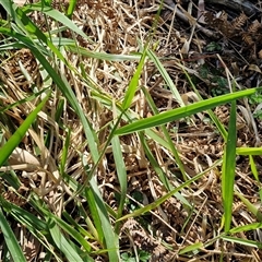 Paspalum mandiocanum at Moreton Island, QLD - 25 Sep 2024