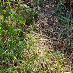 Paspalum mandiocanum at Moreton Island, QLD - 25 Sep 2024