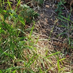 Paspalum mandiocanum at Moreton Island, QLD - 25 Sep 2024 09:20 AM