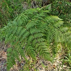 Pteridium esculentum at Moreton Island, QLD - 24 Sep 2024 by trevorpreston