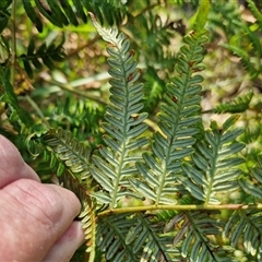 Pteridium esculentum at Moreton Island, QLD - 25 Sep 2024