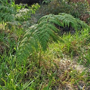 Pteridium esculentum at Moreton Island, QLD - 25 Sep 2024