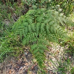 Pteridium esculentum at Moreton Island, QLD - 25 Sep 2024 09:19 AM