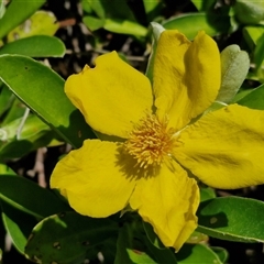 Hibbertia scandens at Moreton Island, QLD - 24 Sep 2024 by trevorpreston