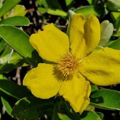 Hibbertia scandens at Moreton Island, QLD - 24 Sep 2024 by trevorpreston