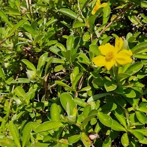 Hibbertia scandens at Moreton Island, QLD - 25 Sep 2024