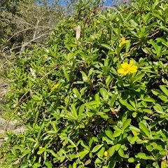 Hibbertia scandens at Moreton Island, QLD - 25 Sep 2024