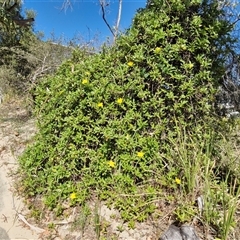 Hibbertia scandens at Moreton Island, QLD - 25 Sep 2024 09:18 AM