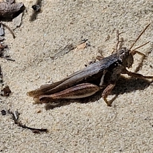 Stenocatantops angustifrons at Moreton Island, QLD - 25 Sep 2024