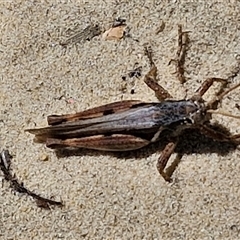 Stenocatantops angustifrons at Moreton Island, QLD - 25 Sep 2024