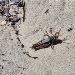 Stenocatantops angustifrons at Moreton Island, QLD - 25 Sep 2024