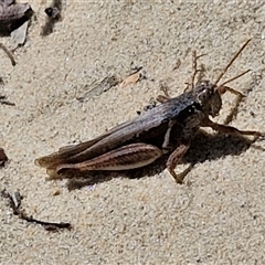 Stenocatantops angustifrons at Moreton Island, QLD - 25 Sep 2024