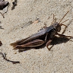 Stenocatantops angustifrons at Moreton Island, QLD - 25 Sep 2024