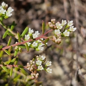 Platysace ericoides at Moreton Island, QLD - 25 Sep 2024