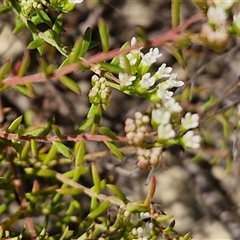 Platysace ericoides at Moreton Island, QLD - 25 Sep 2024