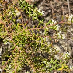 Platysace ericoides at Moreton Island, QLD - 25 Sep 2024 09:16 AM