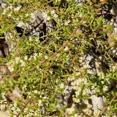 Platysace ericoides at Moreton Island, QLD - 25 Sep 2024