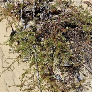 Platysace ericoides at Moreton Island, QLD - 25 Sep 2024 09:16 AM