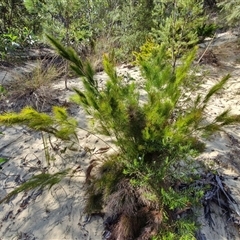 Baloskion tetraphyllum (Swamp Foxtails) at Moreton Island, QLD - 25 Sep 2024 by trevorpreston