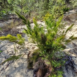 Baloskion tetraphyllum at Moreton Island, QLD - 25 Sep 2024 09:15 AM