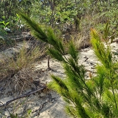 Baloskion tetraphyllum at Moreton Island, QLD - 25 Sep 2024