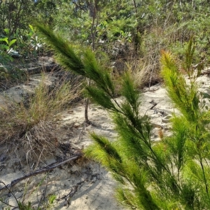 Baloskion tetraphyllum at Moreton Island, QLD - 25 Sep 2024 09:15 AM