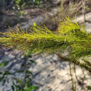 Baloskion tetraphyllum at Moreton Island, QLD - 25 Sep 2024