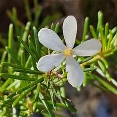 Ricinocarpos pinifolius (wedding bush) at Moreton Island, QLD - 25 Sep 2024 by trevorpreston