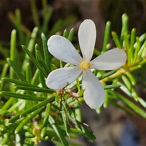 Ricinocarpos pinifolius at Moreton Island, QLD - 25 Sep 2024 09:15 AM