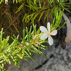 Ricinocarpos pinifolius at Moreton Island, QLD - 25 Sep 2024 09:15 AM