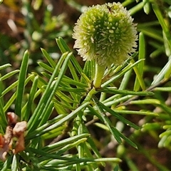 Ricinocarpos pinifolius at Moreton Island, QLD - 25 Sep 2024 09:15 AM