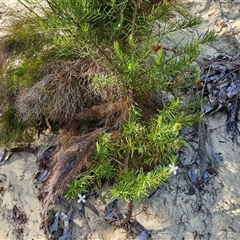 Ricinocarpos pinifolius at Moreton Island, QLD - 25 Sep 2024 09:15 AM