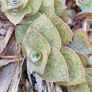 Unidentified Cactus / Succulent at Moreton Island, QLD by trevorpreston