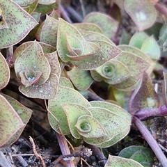 Callisia repens at Moreton Island, QLD - 25 Sep 2024