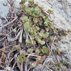 Callisia repens at Moreton Island, QLD - 25 Sep 2024 09:14 AM