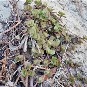 Callisia repens at Moreton Island, QLD - 25 Sep 2024