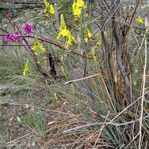 Bulbine glauca at Kambah, ACT - 25 Sep 2024