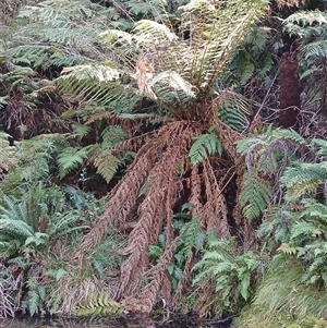 Dicksonia antarctica at Tantawangalo, NSW - 20 Sep 2024