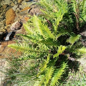 Blechnum nudum at Tantawangalo, NSW - 20 Sep 2024