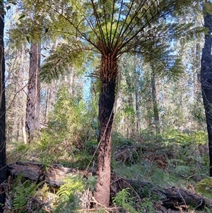 Cyathea australis subsp. australis at Tantawangalo, NSW - 20 Sep 2024