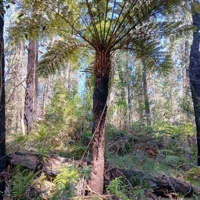 Cyathea australis subsp. australis (Rough Tree Fern) at Tantawangalo, NSW - 20 Sep 2024 by plants