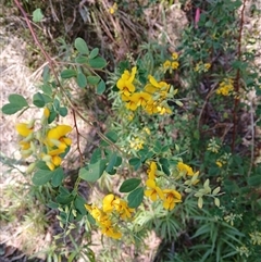 Goodia lotifolia (Golden Tip) at Tantawangalo, NSW - 20 Sep 2024 by plants